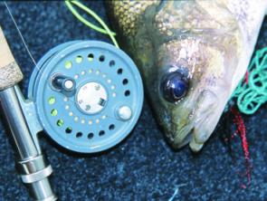 Any small side creeks and pockets are well worth a few casts. Keith Endicot slowly works out a small surface fly.